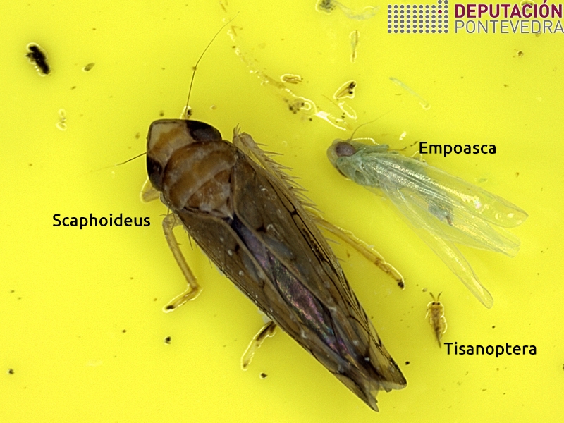 Cicadelidos - Ciccadellidae - Cicadelidos >> Scaphoieus_Empoasca_Thysanoptera en trampa amarilla 10x.jpg